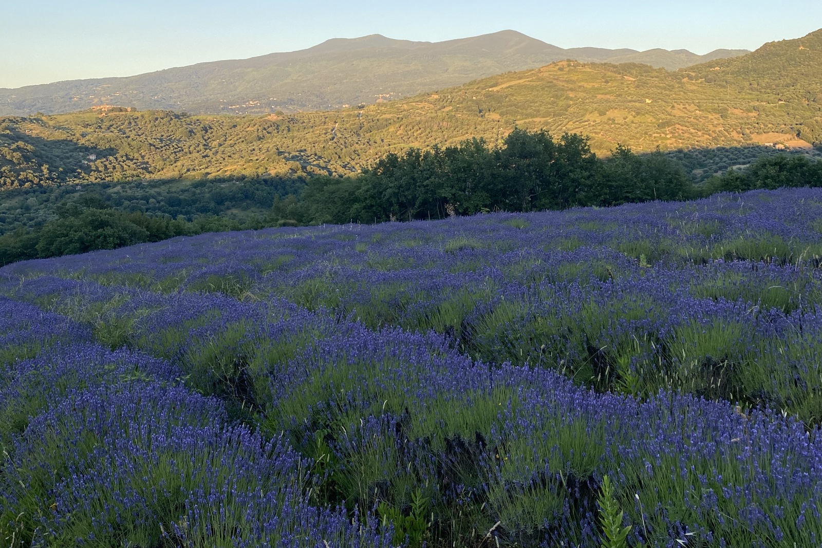 Olio di Lavanda